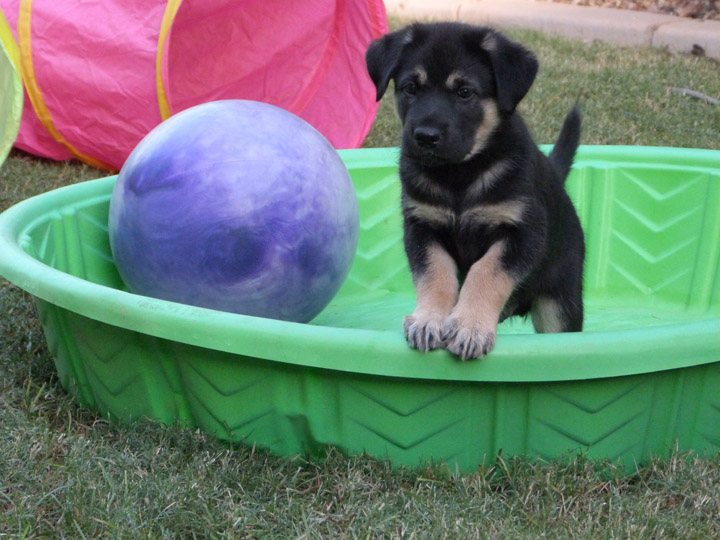 chinook dog